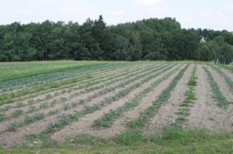 Gemüsebeete mit ausreichend Reihenabstand im Garten anlegen