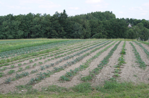 Gemüsebeete mit ausreichend Reihenabstand im Garten anlegen