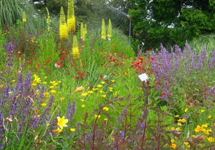 Staudenbeete mit ähnlich konkurrenzstarken Pflanzen anlegen