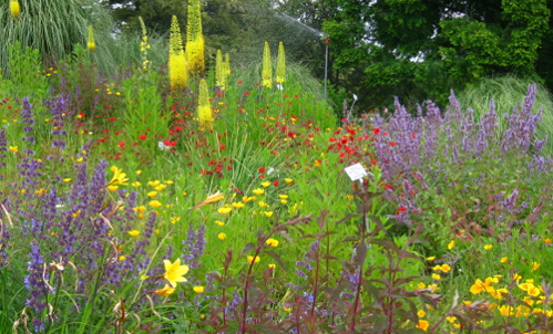 Staudenbeete mit ähnlich konkurrenzstarken Pflanzen anlegen