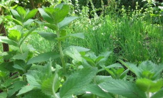 Conny Koelbel kocht Minze-Melisse-Sirup aus Apfelminze