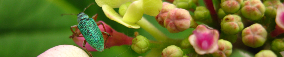 horticultura – Gartenkurse und Gartengestaltung in Fürstenfeldbruck