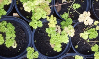 Gartenberatung bei Pflanzenkrankheiten wie Umfallkrankheit