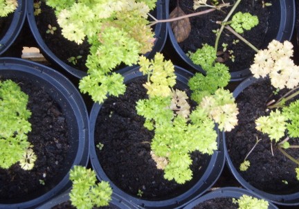 Gartenberatung bei Pflanzenkrankheiten wie Umfallkrankheit