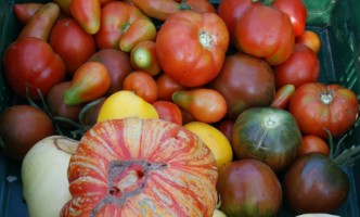 Gartenberatung im Biogarten zum Braunfäule bei Tomaten