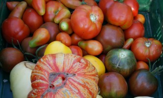 Gartenberatung im Biogarten zum Braunfäule bei Tomaten
