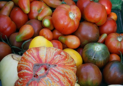 Gartenberatung im Biogarten zum Braunfäule bei Tomaten