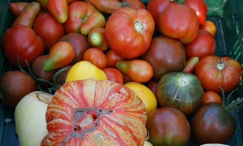 Gartenberatung im Biogarten zum Braunfäule bei Tomaten
