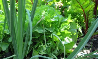 Gartenberatung im Biogarten zum Thema Mischkultur