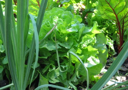 Gartenberatung im Biogarten zum Thema Mischkultur