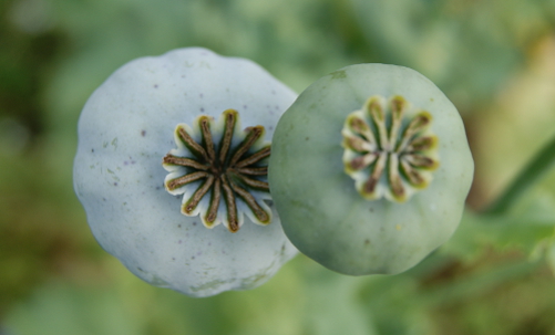 Gartenberatung im Biogarten bei Samenunkräuter