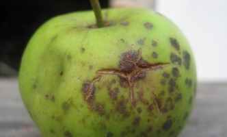 Gartenberatung bei Pflanzenkrankheiten wie Apfelschorf