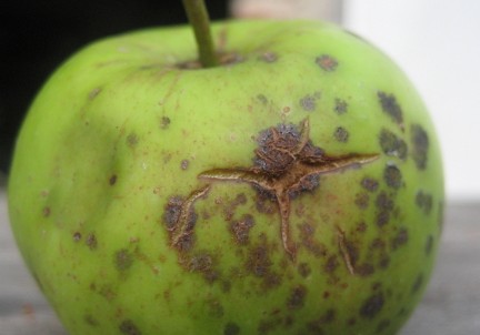 Gartenberatung bei Pflanzenkrankheiten wie Apfelschorf