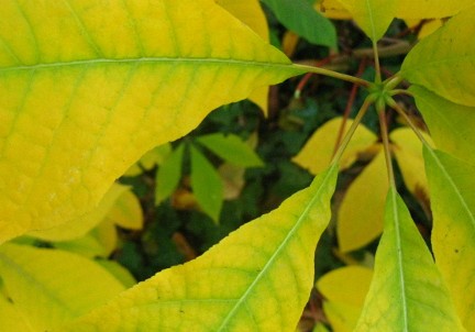 Gartengestaltung mit kleinen-Baeumen