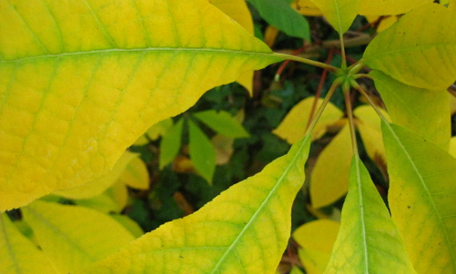 Gartengestaltung mit kleinen-Baeumen