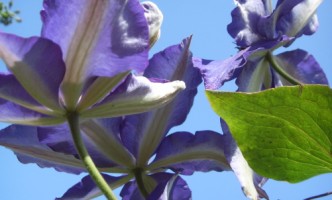 Gartengestaltung mit Kletterpflanzen wie Clematis