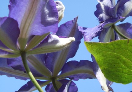 Gartengestaltung mit Kletterpflanzen wie Clematis