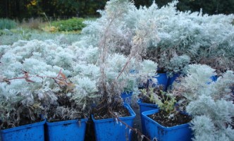 Gartenideen mit Topfpflanzen