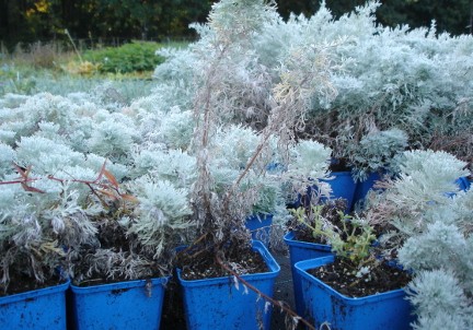 Gartenideen mit Topfpflanzen