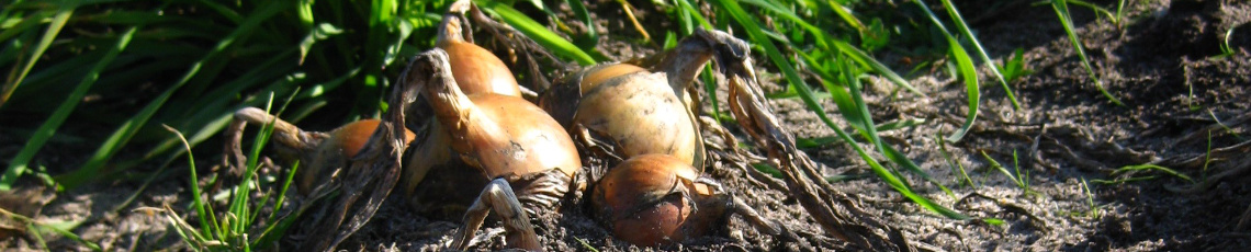 horticultura – Gartenkurse und Gartengestaltung in Fürstenfeldbruck