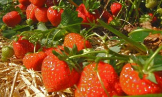 horticultura-Tipp: Aromatische Erdbeersorten