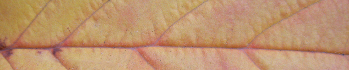 horticultura – Gartenkurse und Gartengestaltung in Fürstenfeldbruck