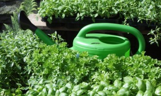 horticultura-Tipp: Düngen mit Pflanzenjauche