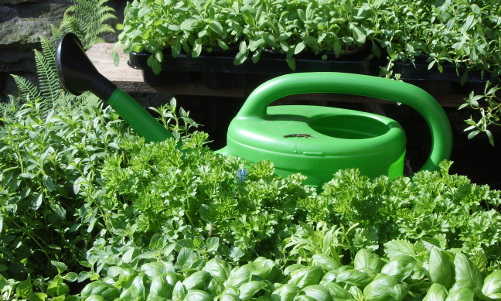 horticultura-Tipp: Düngen mit Pflanzenjauche