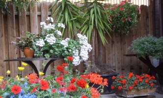 kuebelpflanzen ueberwintern