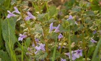 Wildkräuter Gundermann