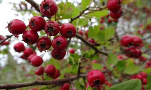 horticultura-wildobst-kurs