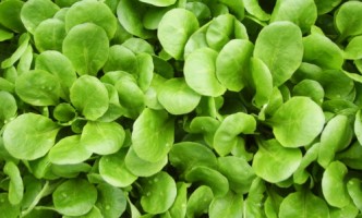 Wintergemüse Feldsalat